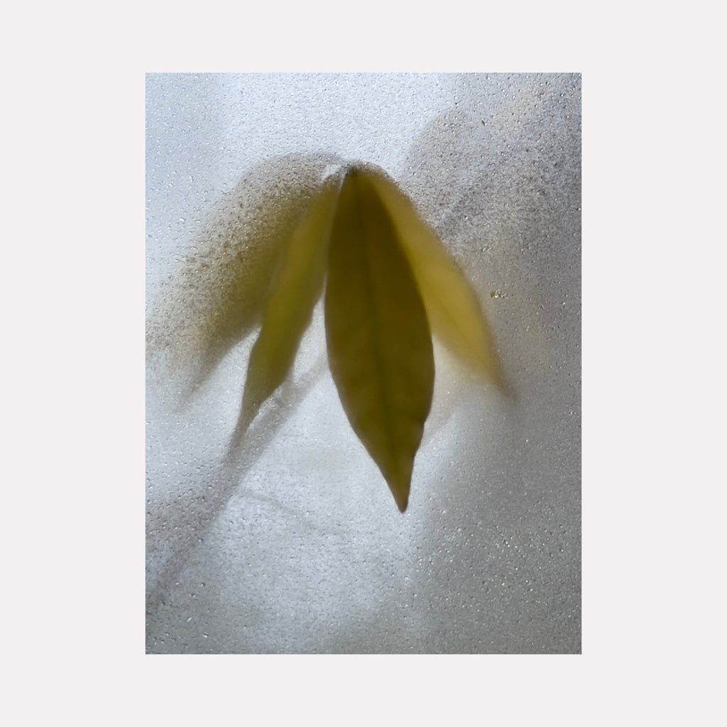 The artwork "Wisteria 1" by Molly Heron features a subtle close-up of green leaves blurred behind a frosted, textured surface that diffuses light softly. The muted palette and ethereal composition evoke the delicate abstraction of James Turrell’s light installations and the dreamy botanical minimalism found in Agnes Martin’s works.
