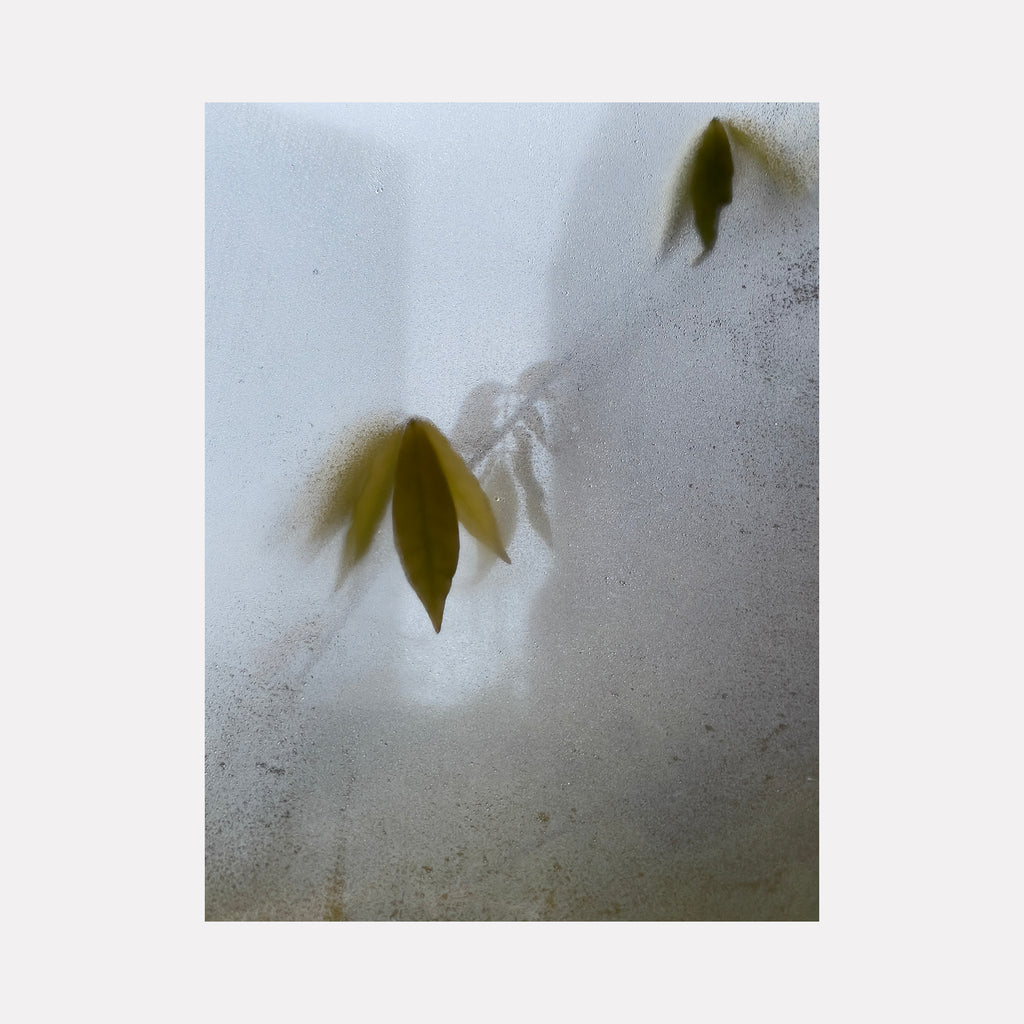 The artwork "Wisteria 3" by Molly Heron depicts delicate, muted green leaves softly emerging through a hazy, textured surface that diffuses light in a minimalist composition. The subdued palette and quiet atmosphere evoke the contemplative abstractions of Agnes Martin and the subtle luminosity reminiscent of James Turrell’s installations.