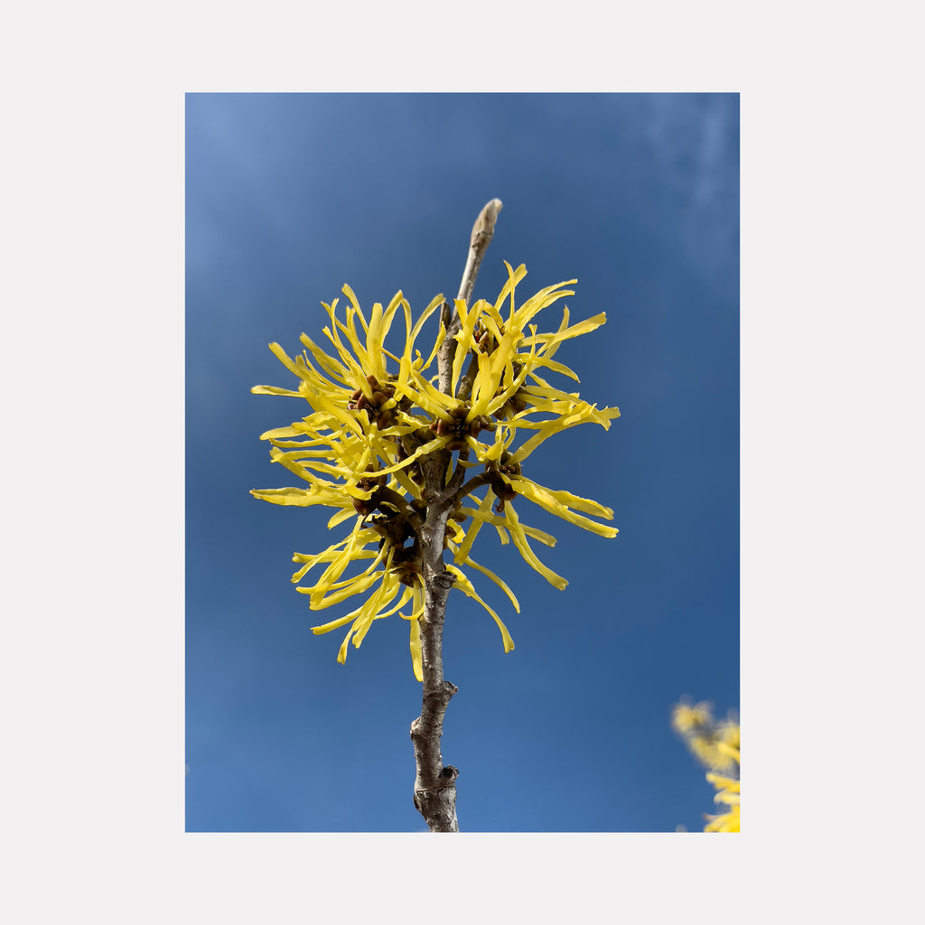 The artwork "Witch Hazel" by Molly Heron features a vibrant, close-up depiction of delicate yellow petals radiating from a slender branch against a clear blue sky. Its crisp, naturalistic detail and bright color contrast reflect the botanical precision of Georgia O’Keeffe and the clarity reminiscent of Andrew Wyeth’s realism.