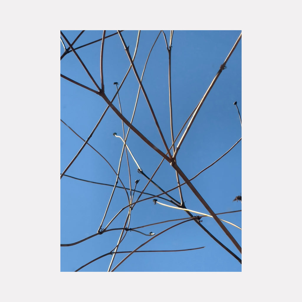 The artwork "Branches" by Molly Heron presents an intricate network of slender, bare twigs against a vivid blue sky. The composition’s delicate linear interplay and crisp natural detail evoke the minimalist botanical studies of Ellsworth Kelly and the spatial clarity found in Agnes Martin’s refined abstractions.