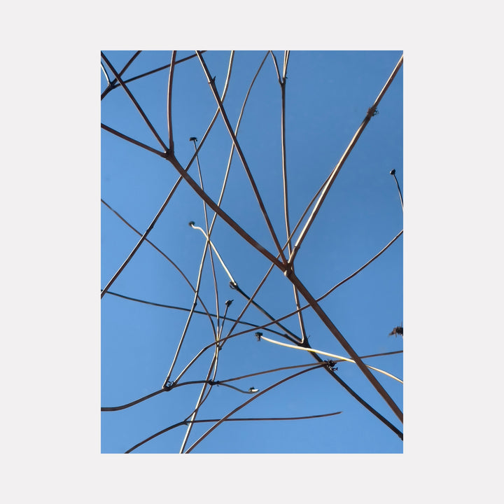 Branches