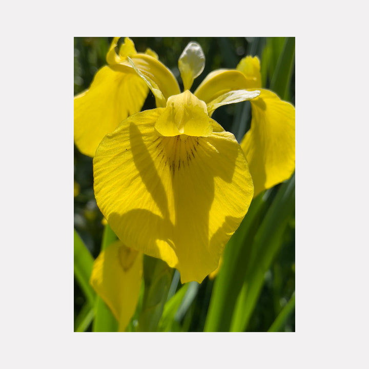 Iris