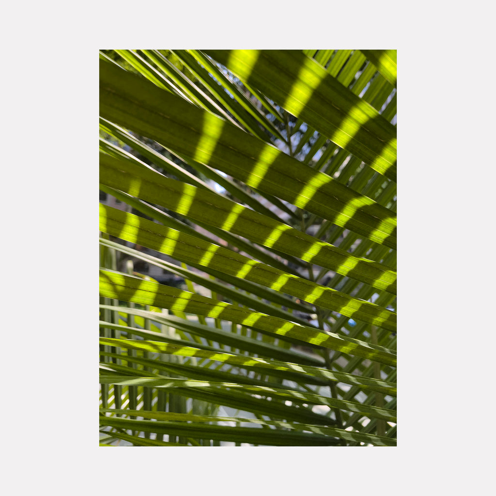 The artwork "Palm Fronds" by Molly Heron captures a layered arrangement of vibrant green palm leaves with striking linear shadows creating rhythmic patterns. The natural textures and interplay of light evoke the geometric organic abstraction reminiscent of Henri Matisse’s cut-outs and the botanical precision found in Ellsworth Kelly’s studies.