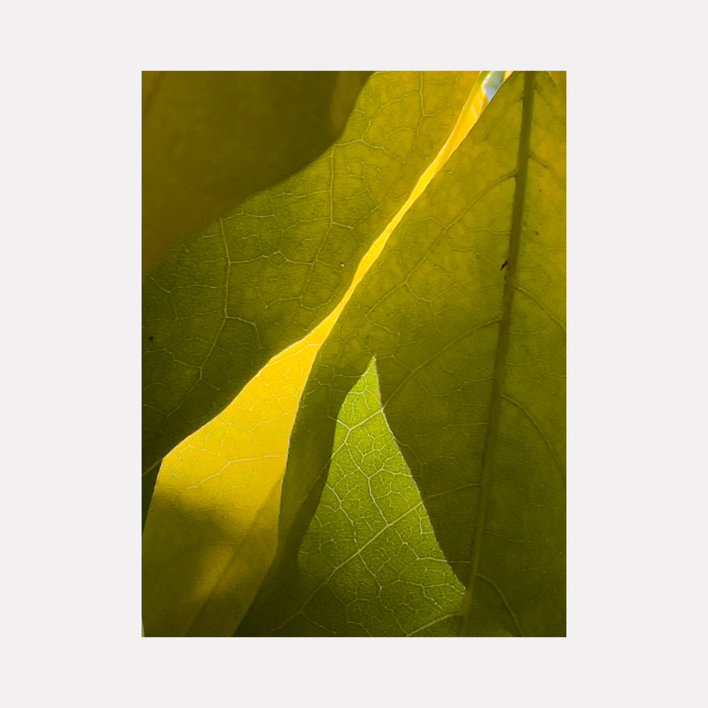 The artwork "Magnolia Leaves" by Molly Heron presents an intimate close-up of overlapping green leaves illuminated by warm sunlight, revealing intricate vein patterns and delicate textures. The composition’s natural abstraction and subtle play of light echo the botanical precision of Marianne North and the luminous simplicity reminiscent of Georgia O’Keeffe’s studies.