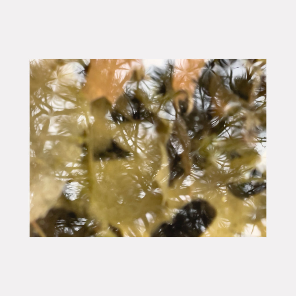 The artwork "Interlaced Limbs" by Molly Heron depicts a layered composition of interwoven branches and leaves in soft amber, muted greens, and shadowy browns. The blurred, impressionistic textures evoke organic complexity and fluidity, reflecting the natural abstractions found in works by Emily Carr and the atmospheric depth of Hiroshi Sugimoto.