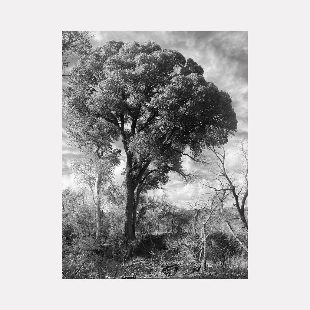 The artwork "Cienega Creek #1" by Ann Tracy features a striking black and white photograph of a large, textured tree dominating the center, surrounded by thinner, bare trees and underbrush, under a dramatic cloudy sky. The image evokes the natural drama and contrast found in Ansel Adams' landscape photography.