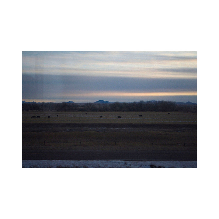 The artwork "5:00 AM" depicts a serene early morning landscape with a muted color palette of soft blues and grays in the sky fading into warm tones near the horizon. Silhouettes of grazing cattle dot a vast open field with distant low mountains and leafless trees creating depth and tranquility. By Kelly McGovern.