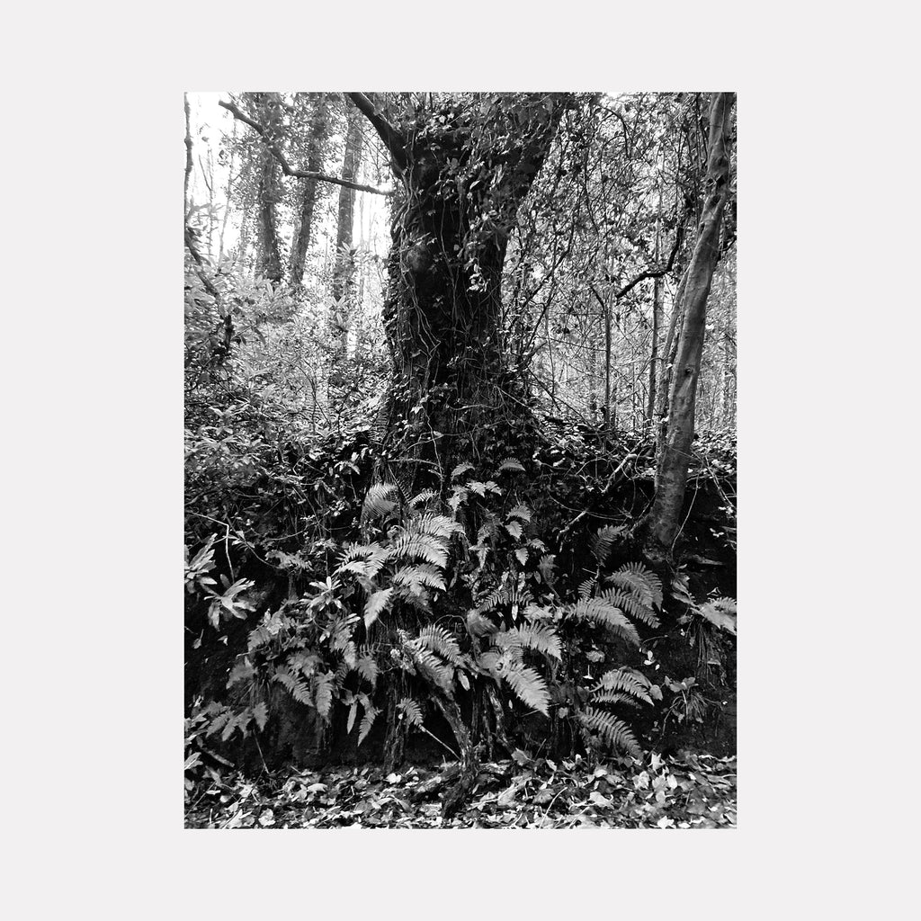 The artwork "Annaghmakerrig #1" by Ann Tracy features a monochromatic black and white photograph of a dense woodland scene. The image highlights textured tree trunks and abundant ferns at the forest floor, evoking the atmospheric depth reminiscent of Ansel Adams' nature photography. The contrast of light and shadow creates a timeless, contemplative mood.