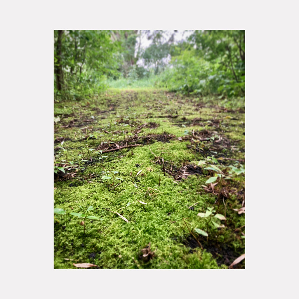 The artwork Ney Nature Center #1 by Ann Tracy features a close-up view of a lush green forest floor covered in vibrant moss and small plants, contrasting with the dappled light filtering through dense trees in the background. The image evokes the serene natural textures and organic forms reminiscent of the detailed realism found in works by artists like Andrew Wyeth or the earthy tones in Emily Carr’s forest paintings.