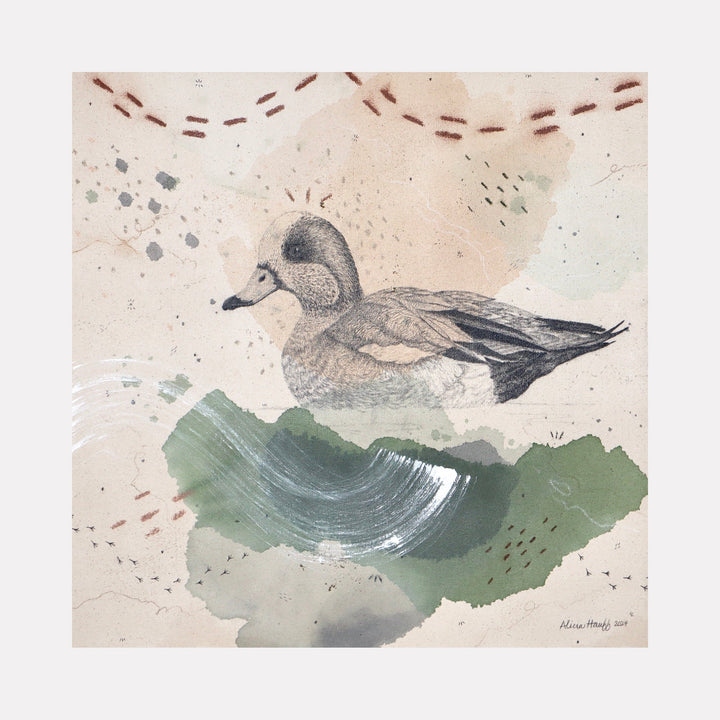 American Wigeon, Dabbling with Pizazz