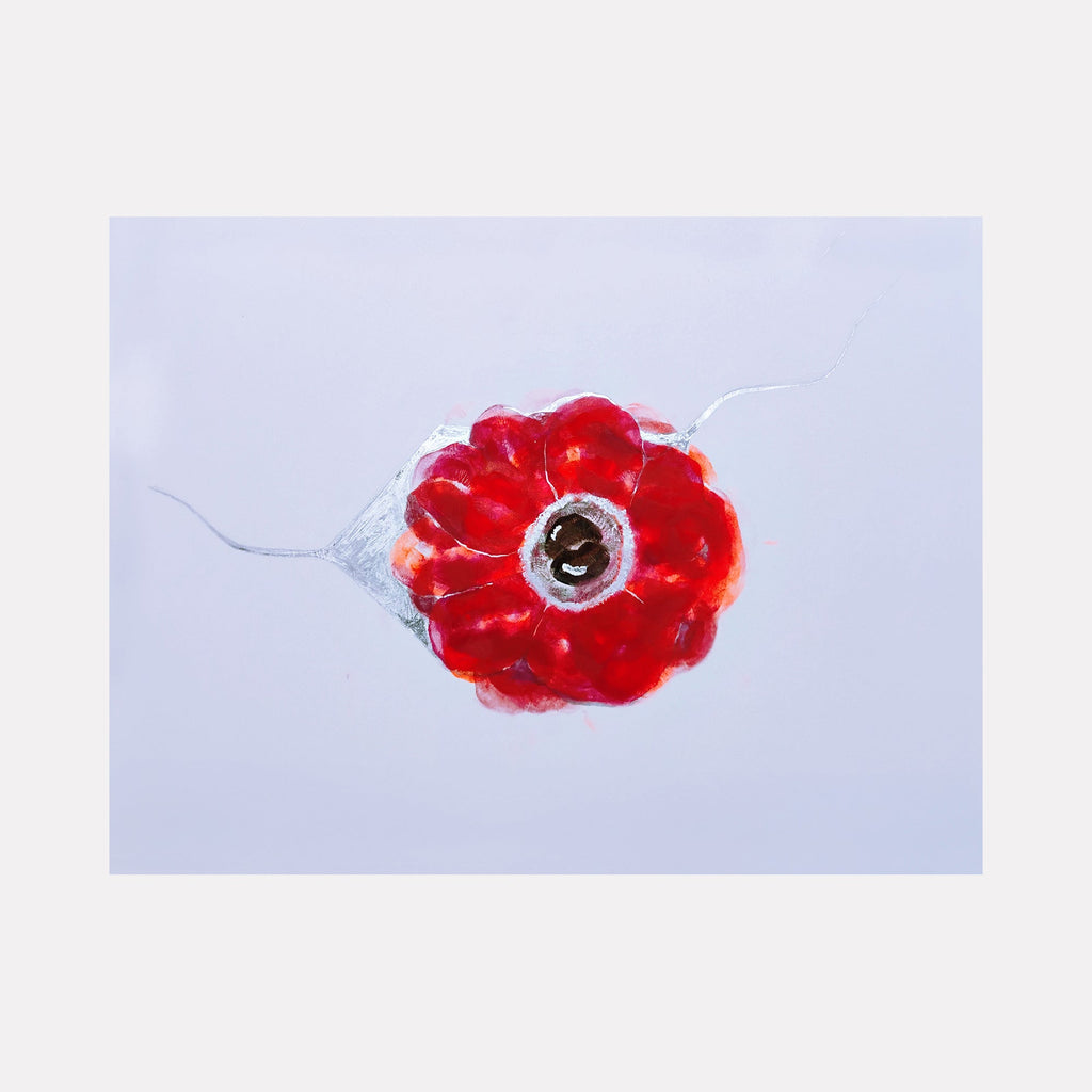 The artwork 'Anemone Coronaria' by Ronit Levin Delgado features a vibrant red flower rendered in lipstick against a pale blue background. The delicate petals form a circular bloom with a dark center, enhanced by metallic chrome accents. Fine pencil lines create subtle detail, showcasing the mixed media technique on archival paper.