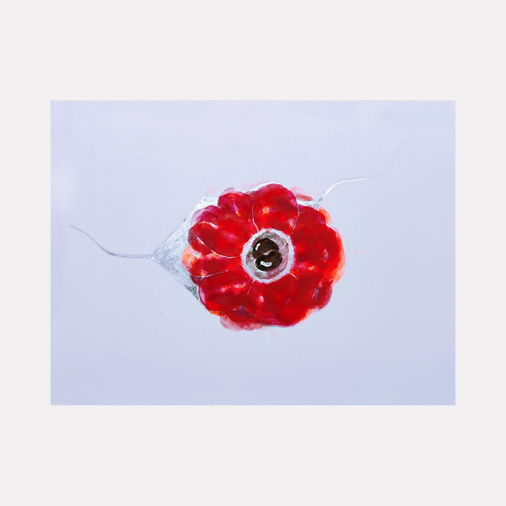 The artwork 'Anemone Coronaria' by Ronit Levin Delgado features a vibrant red flower rendered in lipstick against a pale blue background. The delicate petals form a circular bloom with a dark center, enhanced by metallic chrome accents. Fine pencil lines create subtle detail, showcasing the mixed media technique on archival paper.