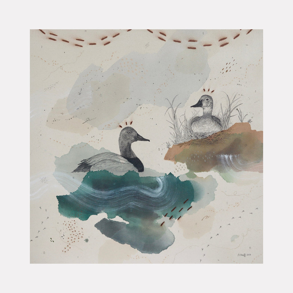 The artwork "Canvasback, Regal Diver" features two detailed ducks rendered in soft watercolor and ink, with one duck swimming in deep blue-green water and the other perched on earthy brown and green terrain surrounded by delicate grasses. The muted, organic color palette and gentle brushstrokes evoke a serene natural scene by Alicia Hauff.