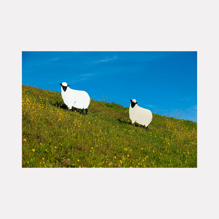 Grazing Sheep by Steve Edson depicts two stylized white sheep with black faces standing on a gently sloping hill covered in green grass and yellow wildflowers beneath a clear, vibrant blue sky, evoking a peaceful pastoral scene with clean, minimalistic contrasts.