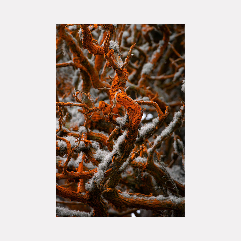 The artwork "Orange Rock Hair" by Kyle Murphy in gallery position 1 reveals a textured close-up of tangled, rust-colored branches interwoven with soft, gray lichen. The intricate organic forms and contrasting earthy tones evoke the natural abstraction found in the botanical studies of Georgia O’Keeffe and the vivid textural detail reminiscent of Imogen Cunningham’s photography.