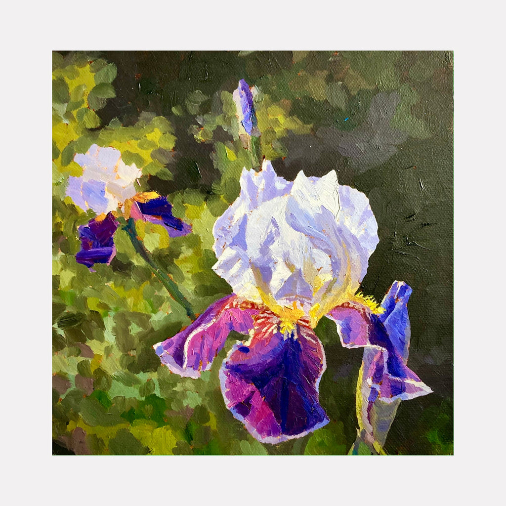 The artwork 'Purple and White Iris' by Elody Gyekis features a vibrant iris flower with delicate white ruffled upper petals and rich purple lower petals against a dark green background. The oil painting captures sunlit highlights and deep shadows, showcasing the flower's natural elegance and distinctive form. The 12x12 inch panel displays impressionistic brushwork and luminous color transitions.