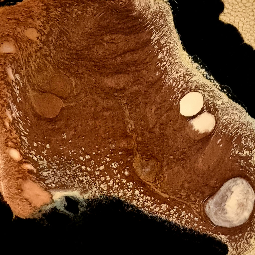 Saddle Brown Autumn 9