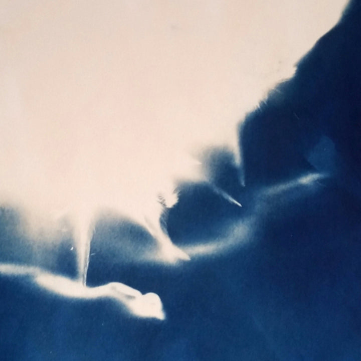 The artwork 'Embryonic Stage 5' by Johanna Ryan features a striking cyanotype print with ethereal deep blue tones contrasting against white. Abstract organic shapes suggest cellular forms or fluid movement, creating a dreamlike composition. The prussian blue photographic process adds depth and texture to the 24x19 inch paper artwork.