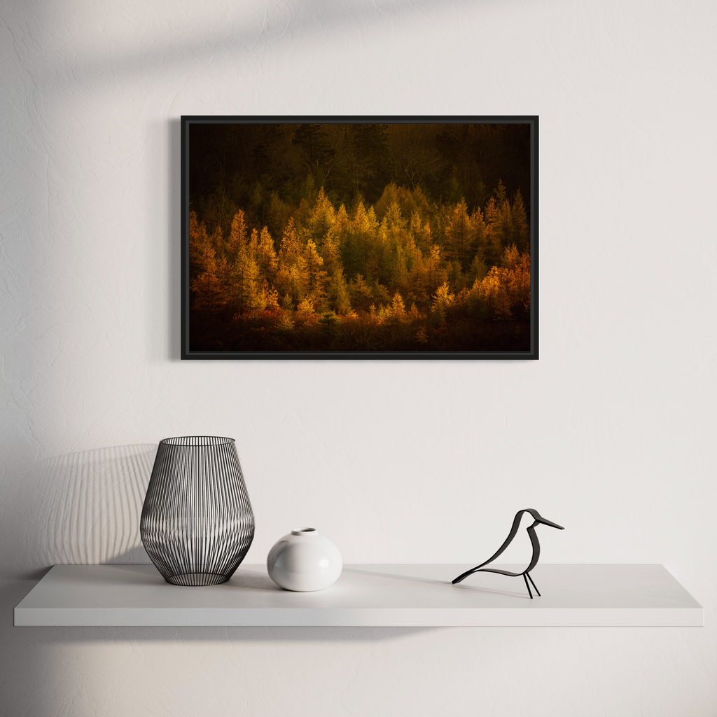 The artwork 'Golden Slumber' by Dennis Maida captures a serene forest landscape bathed in warm autumn colors. Pine trees illuminated in rich golden hues stand against a dark background, creating a dreamlike atmospheric effect. The photographic composition showcases a mystical interplay of light and shadow, with trees appearing to glow in ethereal amber tones.