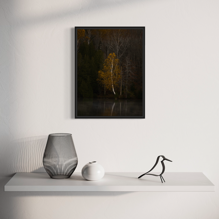 The artwork 'Moody Morning' by Dennis Maida captures a solitary golden birch tree emerging from darkness, reflecting in still waters. The photograph showcases dramatic contrasts between the tree's autumn foliage and the shadowy forest background, creating a contemplative atmospheric scene. The minimalist composition emphasizes natural beauty through expert photographic technique.
