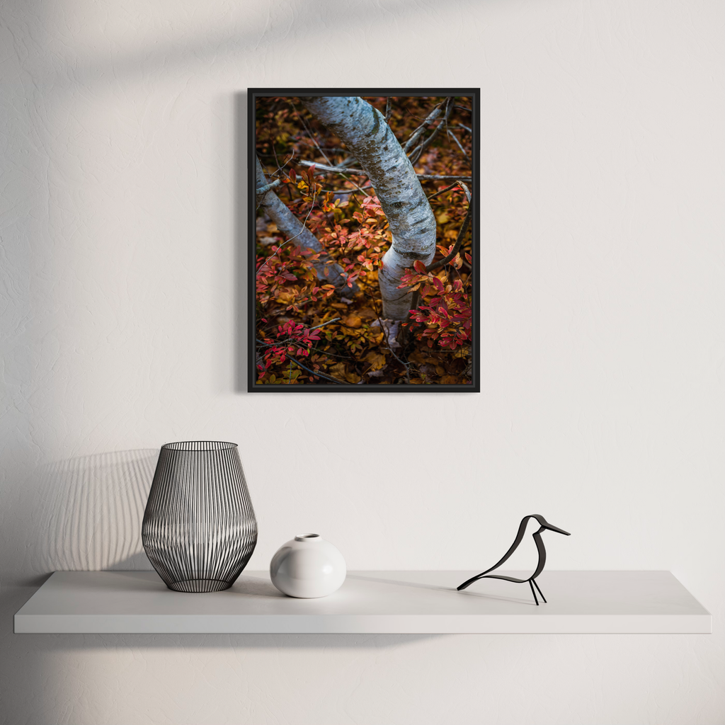 The artwork 'Time of the Season' by Dennis Maida captures a striking white birch tree trunk twisting against a backdrop of vibrant autumn foliage in rich reds, oranges, and browns. The photographic composition contrasts the smooth, pale bark texture with the colorful fall leaves, creating a dramatic seasonal nature study. By Dennis Maida