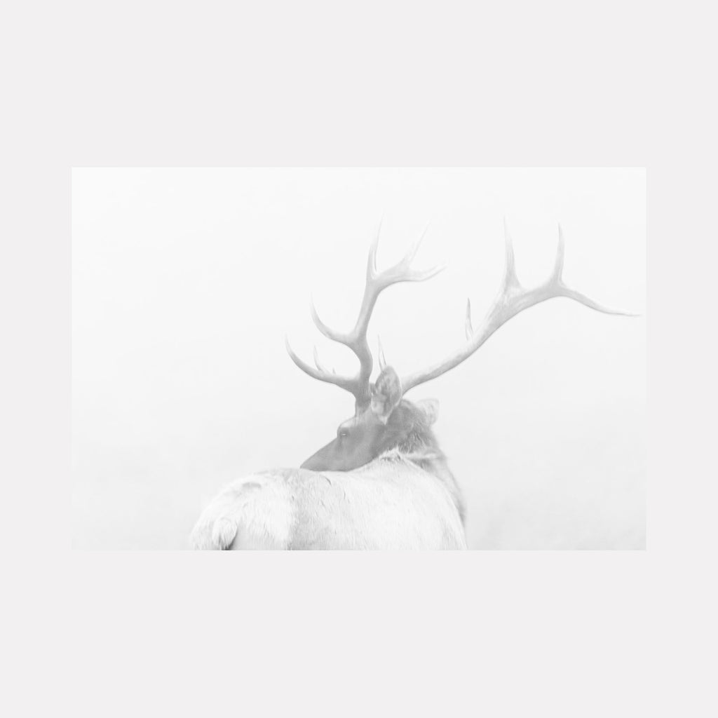 Bull Elks by Fabienne Sowa-Dobkowski captures a majestic elk in black and white photography, showing detailed antlers against a misty background. The composition emphasizes the animal's profile and impressive rack in a minimalist, ethereal style printed on archival luster paper. The high-contrast monochromatic treatment creates a dreamlike quality.