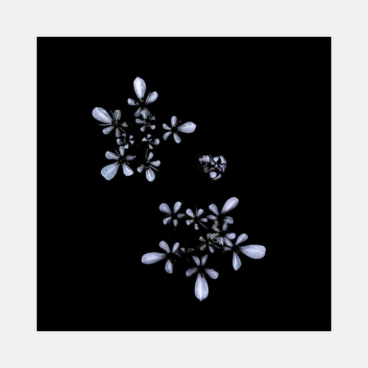 The artwork 'Bur Chervil' by Fabienne Sowa-Dobkowski features delicate white floral formations against a deep black background. The photographic image captures the ethereal beauty of chervil blossoms arranged in a minimalist composition, with each petal displaying a luminous, translucent quality. The stark contrast and meta print technique creates a striking botanical study.