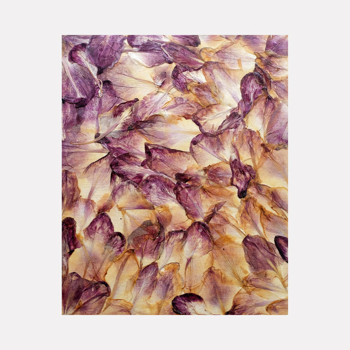 Deflorees Origins Gladiolus 01 by Valerie Hallier features preserved flower petals in rich purple and cream hues arranged in an overlapping pattern. The delicate petals create a textural composition preserved in polyurethane varnish on canvas, showcasing natural transitions between deep violet and soft golden tones, capturing the ephemeral beauty of gladiolus blooms.