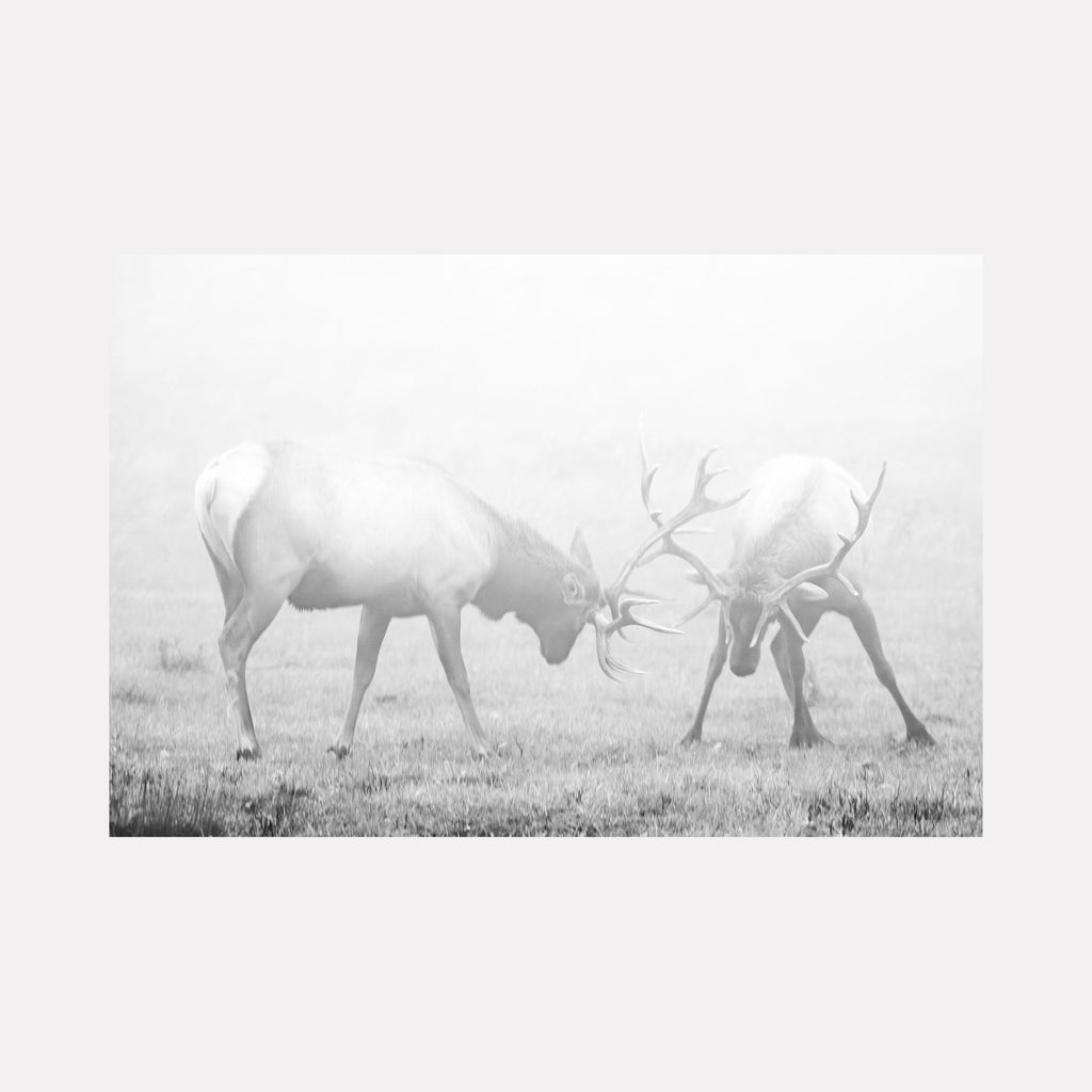 The artwork 'Elks at Play' captures two male elk engaged in a dramatic antler clash on misty grassland, rendered in ethereal black and white photography. The composition showcases the power and grace of wildlife in their natural habitat, photographed with exceptional detail on archival luster paper. By Fabienne Sowa-Dobkowski.