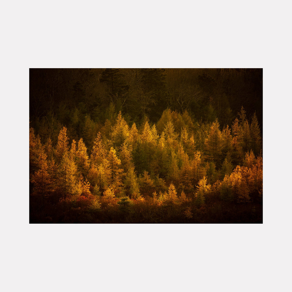The artwork 'Golden Slumber' by Dennis Maida captures an ethereal autumn forest landscape bathed in warm golden light. Pine trees stand in silhouette against a dark background, their needles glowing in rich amber and honey tones. The photographic composition creates a dreamlike atmosphere with a gradient from shadowy depths to luminous treetops by Dennis Maida.