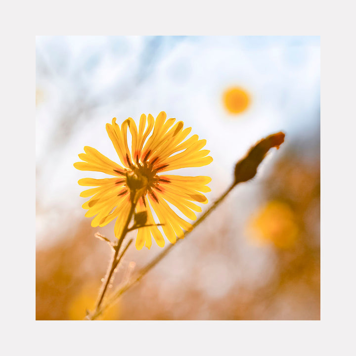 The artwork 'Good Morning Sunshine Says the Comon Madia' captures a vibrant yellow wildflower in macro photography against a soft, blurred background. The delicate petals radiate from the center like sunbeams, with a warm golden hue complemented by a dreamy bokeh effect and subtle morning light. Photography on acrylic print by Fabienne Sowa-Dobkowski.