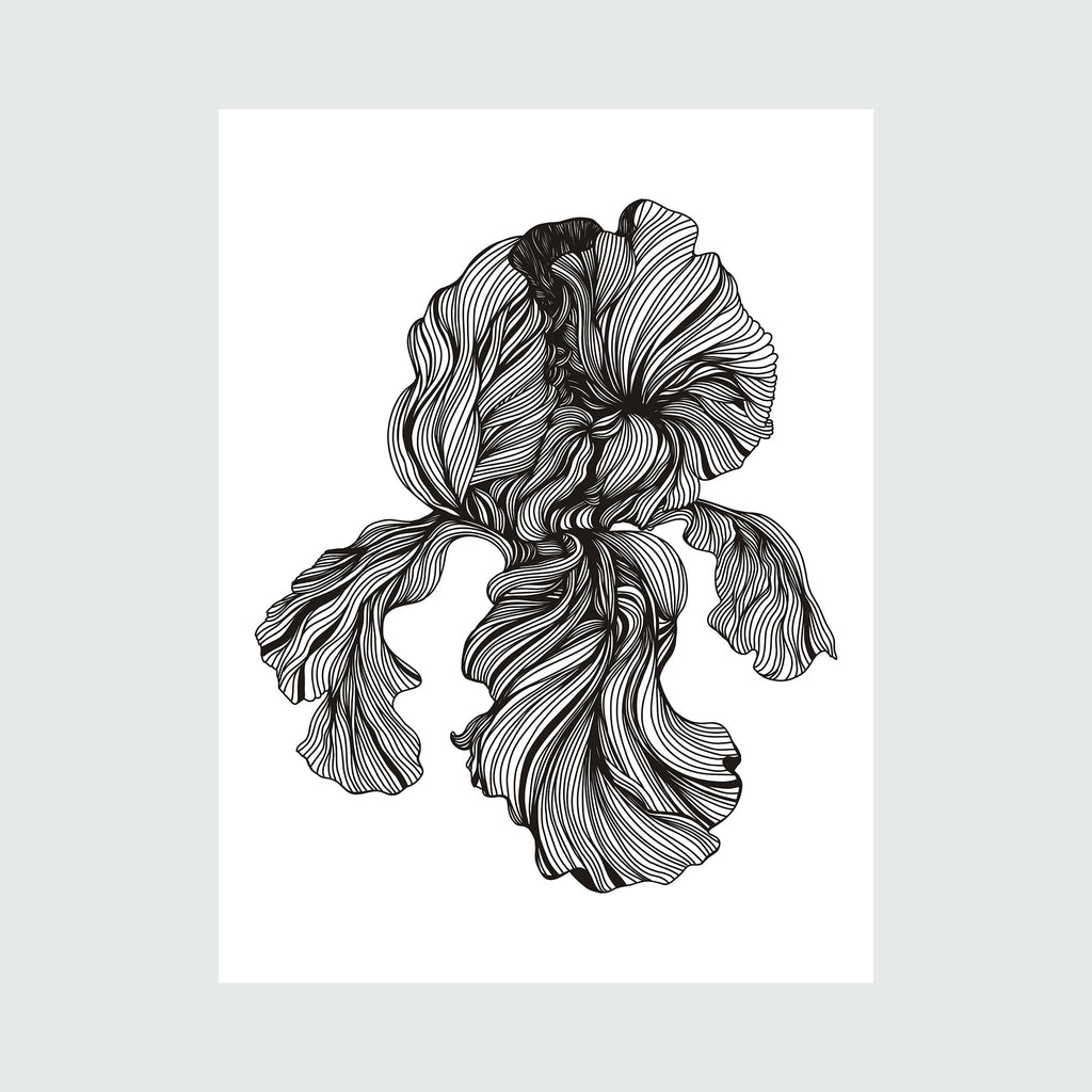 The artwork 'Iris Linear Drawing' by Alina Glotova features an intricate black and white illustration of an iris flower rendered in flowing, continuous line work. The detailed botanical drawing showcases delicate, ruffled petals with graceful curved lines creating a sense of movement and dimensionality. The monochromatic print emphasizes the flower's natural elegance through precise linear patterns.