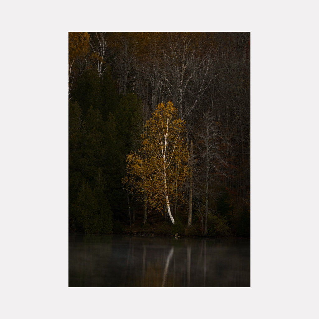 The artwork 'Moody Morning' by Dennis Maida captures a solitary birch tree with golden autumn foliage standing among bare trees at waters edge, surrounded by dark evergreens. A mystical morning mist hovers over the still water, creating a reflective surface that mirrors the scene in muted tones of amber and dark forest green.