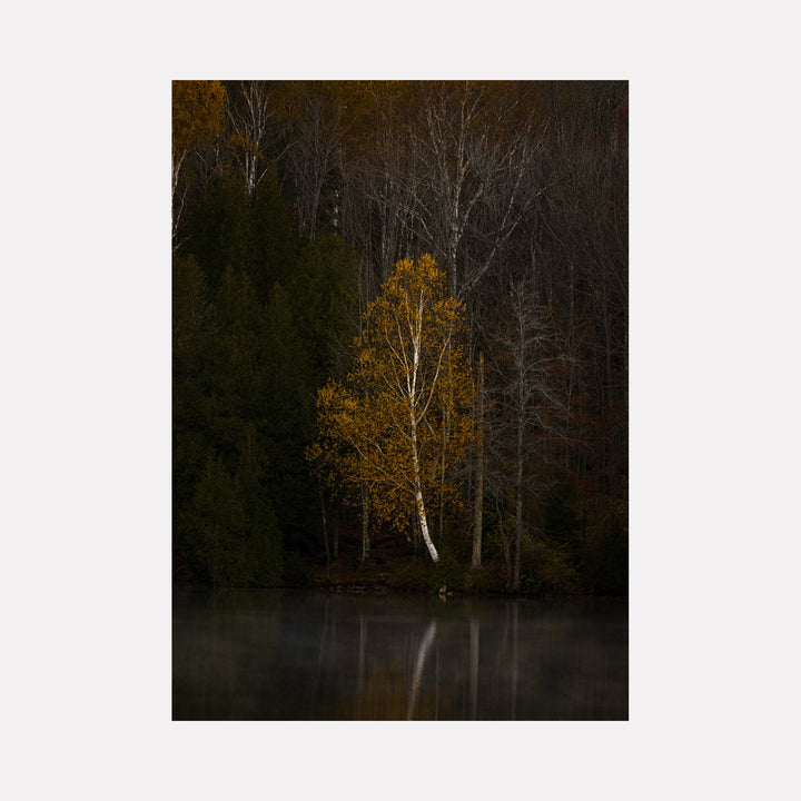 The artwork 'Moody Morning' by Dennis Maida captures a solitary birch tree with golden autumn foliage standing among bare trees at waters edge, surrounded by dark evergreens. A mystical morning mist hovers over the still water, creating a reflective surface that mirrors the scene in muted tones of amber and dark forest green.