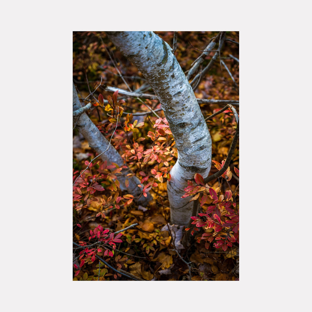The artwork 'Time of the Season' captures a silver birch tree trunk with distinctive peeling bark, contrasting against vibrant autumn foliage in crimson and gold. The close-up photography emphasizes the tree's textured surface while delicate red leaves frame the composition, creating a seasonal nature study by Dennis Maida.