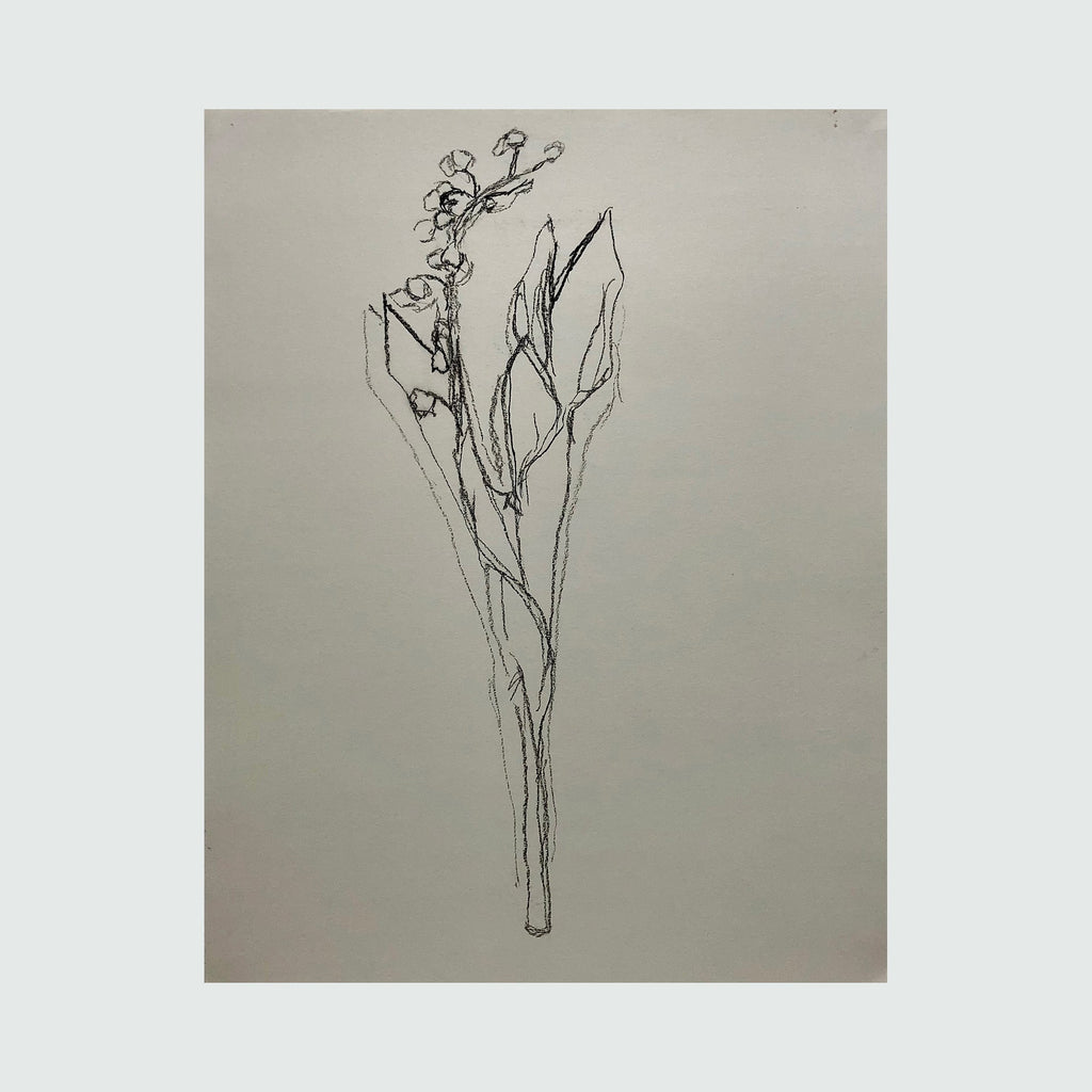 The artwork 'muguet from life, I' by Ryan Zogheb features a delicate charcoal sketch of a lily of the valley stem with leaves and small bell-shaped flowers. The minimalist drawing captures the elegant botanical form through simple, gestural lines on light paper, demonstrating a refined artistic approach to natural subjects.