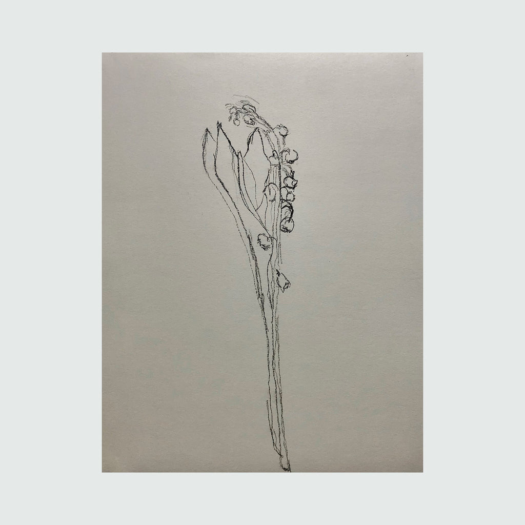 The artwork 'muguet from life, VIII' by Ryan Zogheb features a delicate charcoal sketch of a lily of the valley stem on light paper. The drawing captures the plant's distinctive nodding bell-shaped flowers and slender stalk with minimalist, graceful lines. The 14x11 inch composition emphasizes botanical elegance through simple, precise strokes. By Ryan Zogheb.