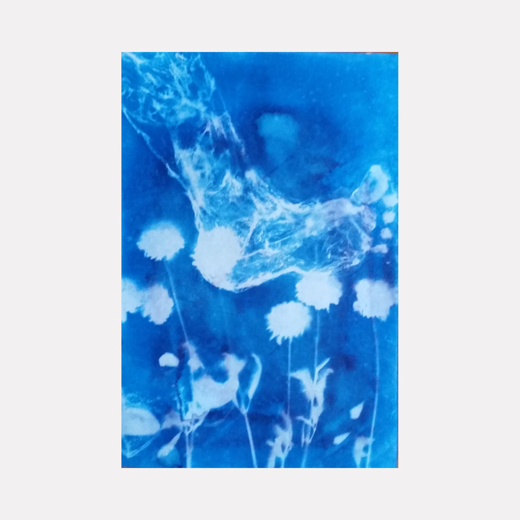 The artwork 'Petals Pedals' by Johanna Ryan features a striking cyanotype print with ethereal white floral silhouettes against a deep Prussian blue background. Delicate wildflower stems and blooms create an organic composition, showcasing the photographic process's distinctive sun-exposed effect on paper, resulting in luminous white details and rich azure tones.