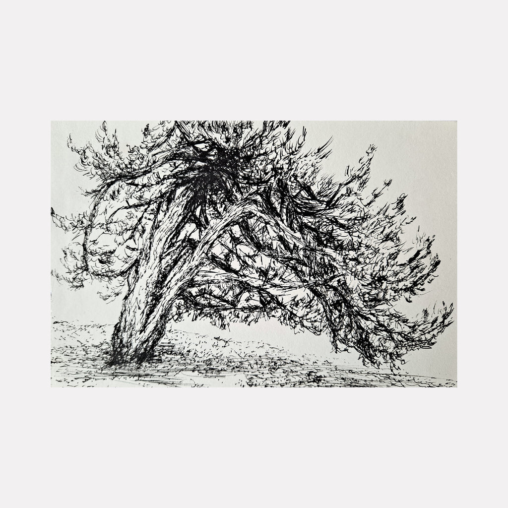 The artwork 'Owls Head Park Tree' by Johanna Ryan features a dynamic black ink sketch on paper depicting a windswept tree with sweeping, twisted branches. The expressive line work captures the organic movement and natural curves of the tree's form, rendered in bold gestural strokes against a light background. The preparatory drawing shows fine detail in the foliage texture and bark patterns.
