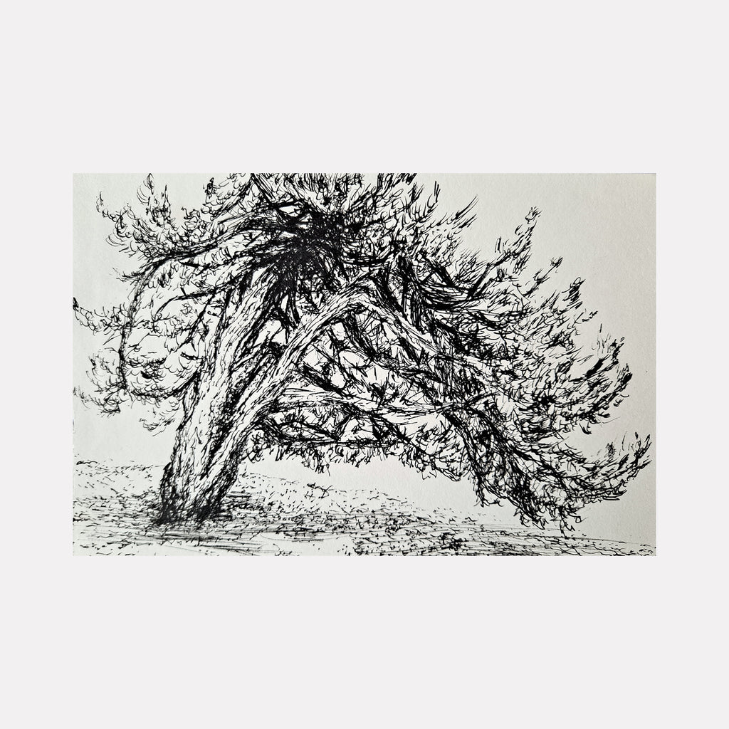 White Smoke Owls Head Park Tree (prep sketch)