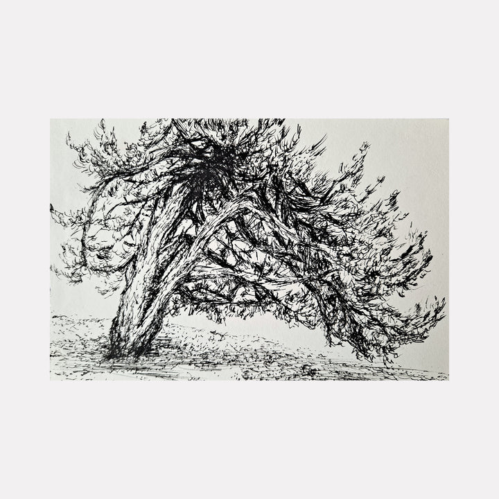 The artwork 'Owls Head Park Tree' by Johanna Ryan features a dynamic black ink sketch on paper depicting a windswept tree with sweeping, twisted branches. The expressive line work captures the organic movement and natural curves of the tree's form, rendered in bold gestural strokes against a light background. The preparatory drawing shows fine detail in the foliage texture and bark patterns.